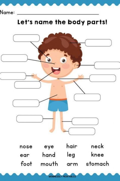 Body Parts online worksheet for Grade 3. You can do the exercises online or download the worksheet as pdf.