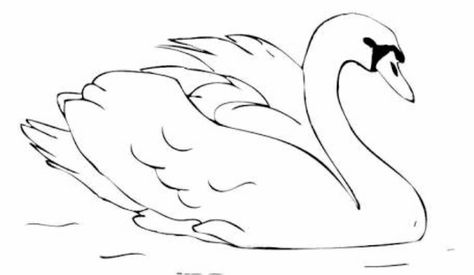 Swan Drawing, Swan Tattoo, Swan Painting, Penguin Coloring Pages, Swans Art, Coloring Pages Inspirational, Folk Art Flowers, Truck Coloring Pages, Bird Coloring Pages