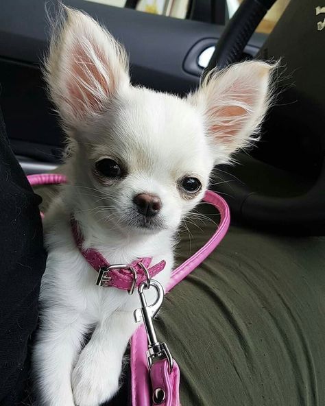 Chiwawa Puppies, Lou Dog, Psy Chihuahua, Big Dogs Breeds, Biggest Dog In The World, Teacup Puppy, Tiny Puppy, Biggest Dog, Teacup Chihuahua Puppies