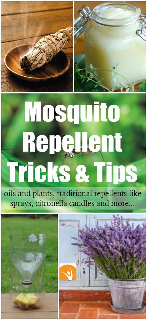 How to Get Rid of Mosquitoes with Easy Natural Remedies! | Healthy Food Mind… Mosquito Spray, Eucalyptus Tea, Natural Pest Control, Citronella Candles, Bug Repellent, Insect Control, Lemon Mint, Better Homes And Garden, Garden Guide