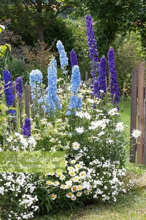 Delphinium Landscaping, Sky Blue Delphinium, Delphinium Garden Ideas, Blue Cottage Garden, Cottage Garden Fence, White And Blue Garden, Delphinium Garden, Achillea Ptarmica, Cottage Garden Patio