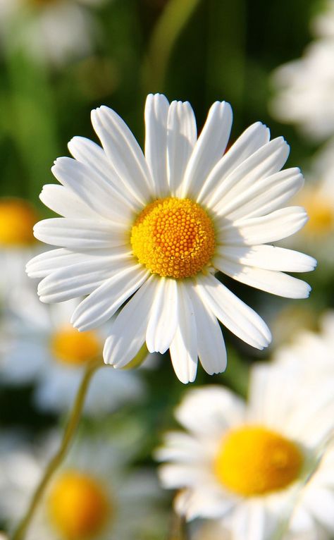 Flowers, Yellow, White Flower, Close Up, Green, White