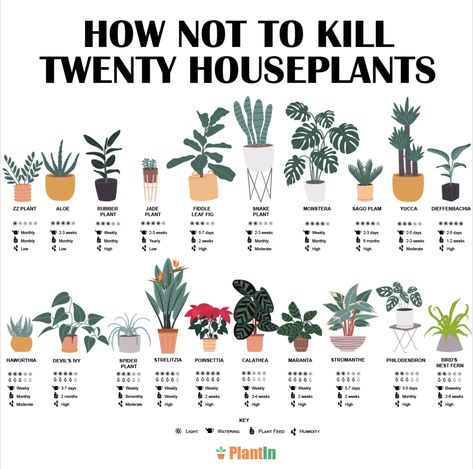 List Of House Plants, Pretty Plants Aesthetic, House Plant Tips, Plant Knowledge, Plants Guide, Different Types Of Plants, Types Of Houseplants, Plant Care Guide, Flowering House Plants