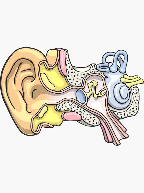 Human Ear Sticker, Audiology gift Ear Anatomy Art, Human Anatomy Stickers, Ear Biology, Audiology Stickers, Ear Anatomy Drawing, Ears Anatomy Drawing, Ears Anatomy, Audiology Art, Ear Illustration