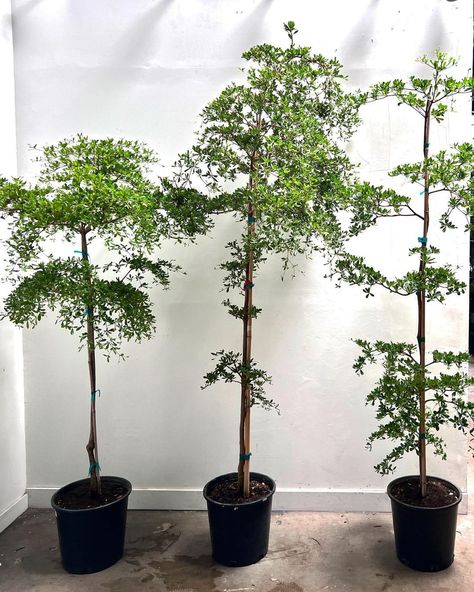 Which Bucida are you? (Bucida buceras ‘Shady Lady’ | Black Olive Tree) | Instagram Shady Lady Tree Indoor, Shady Lady Tree, Black Olive Tree, Plant Palette, Shady Lady, Plants Indoor, August 31, Black Olive, Olive Tree