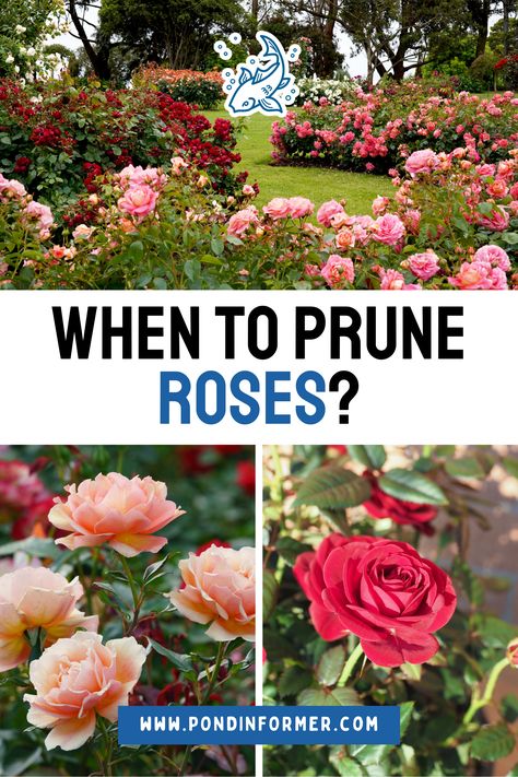 Prune your roses at the right time for a lush, blooming garden. Early spring pruning helps your roses thrive and produce more flowers. Follow our guide for the best rose pruning techniques.  #RosesPruning #GardeningTips #Pruning #GardenMaintenance #Gardening #FlowerCareGuide #PlantCareGuide #OptimalPruning #Roses #PruneRoses #Flower #PruningRoses #PruningCare #Prune #PondInformer #FlowerCare Country Roses Flower, How To Prune Rose Bushes, Pruning Roses In Fall, How To Prune Roses, Small Rose Garden Ideas, Spring Pruning, When To Prune Roses, Hydrangea Plant Care, Prune Roses