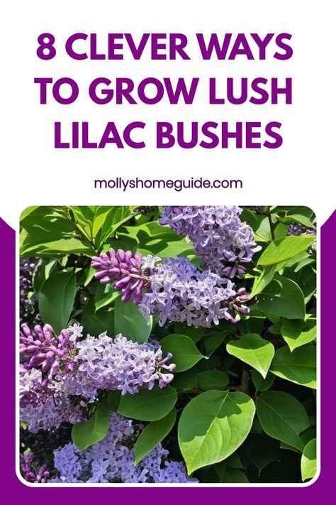 Discover the beauty of growing lilac bushes with these expert tips and tricks! Learn how to cultivate stunning lilac blooms in your garden with our comprehensive guide. From soil requirements to pruning techniques, we've got you covered every step of the way. Elevate your gardening skills and create a vibrant oasis filled with fragrant lilac flowers that will enchant all who visit. Unleash the full potential of your outdoor space by mastering the art of growing flourishing lilac bushes. How To Prune Lilac Bush, Pruning Lilac Bushes, Lilac Care, Lilac Varieties, Leaf Mulch, Lilac Bush, Decorative Plants, Lilac Bushes, Lilac Tree