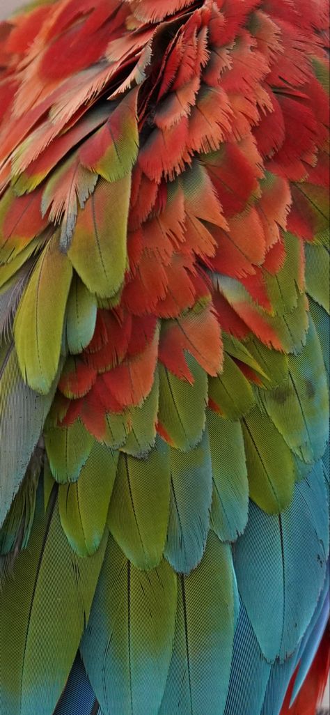 Tropical Bird Aesthetic, Parrot Aesthetic Wallpaper, Colorful Pirate Aesthetic, Tropical Birds Aesthetic, Green Parrot Aesthetic, Scarlet Macaw Aesthetic, Grian Aesthetic, Macaw Aesthetic, Feathers Aesthetic