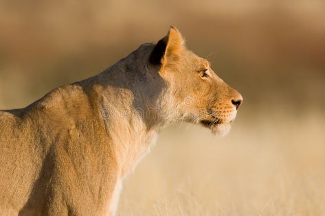 Female Lion Side Profile, Lioness Side Profile, Female Lion Art, Lioness Poses, Female Lion Aesthetic, Lion Reference Photo, Lion Side Profile, Lion Side View, Lion Female