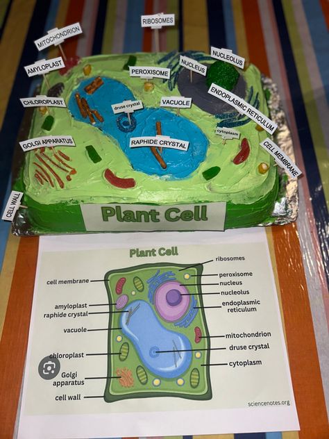 Edible Plant Cell Project Ideas, Cake Cell Model, Plant Cell Project Cake, Animal Cell Poster Project, Plant And Animal Cell Project Models, Animal And Plant Cell Projects, Cell Cake Project Ideas, Edible Animal Cell Project Ideas, Plant Cell Model Project Ideas