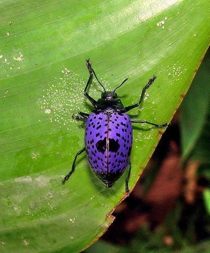 Arthropods, Bugs And Insects, Animal Photography, Bugs, Insects, 3 D, Purple, Animals