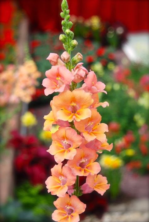 Full Sun Annuals, Full Sun Flowers, Snapdragon Flowers, Line Flower, Flower Farm, Beautiful Blooms, Flower Seeds, Outdoor Plants, Dream Garden