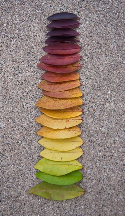 Things Organized Neatly, Ephemeral Art, Andy Goldsworthy, Collection Ideas, Nature Crafts, Colorful Leaves, Natural Forms, Leaf Art, Environmental Art