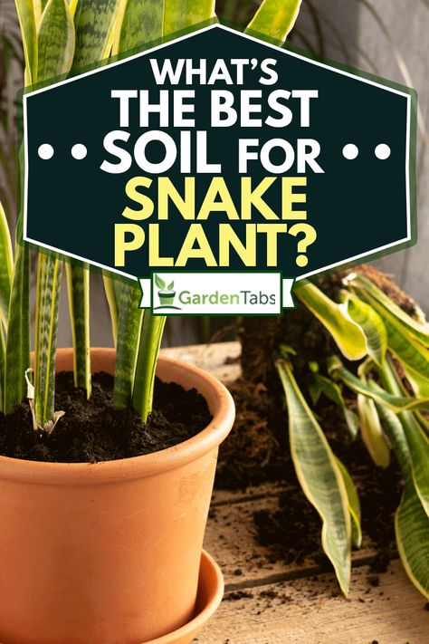 What's The Best Soil For Snake Plants? - Garden Tabs Soil For Snake Plant, Best Soil For Snake Plant, Snake Plant Soil Recipe, Snake Plant Soil, Best Potting Soil For Snake Plant, Snake Plant Arrangement, Mother In Law Plant, Snake Plant Decor, Snake Plant Indoor