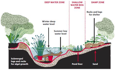 All the Dirt on Gardening: Backyard Wetland - It's a Bog, A Quaking Bog, A Swamp, A Fen, A Marsh! Gardening Backyard, Living Pool, Frog Pond, Bog Garden, Garden Water Feature, Sustainable Gardening, Pond Water Features, Pond Landscaping, Natural Pond