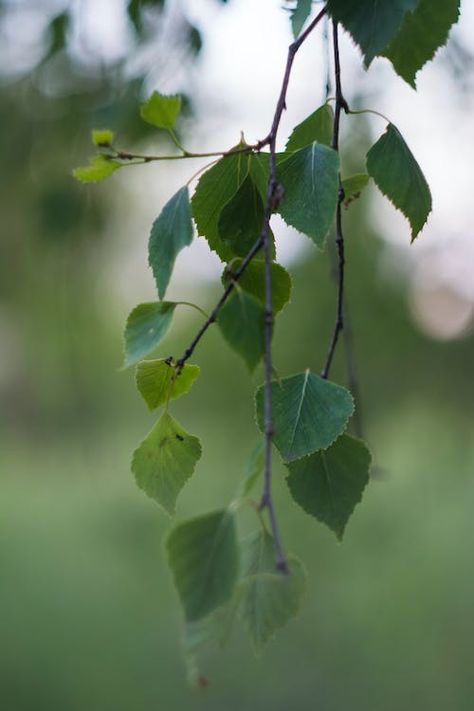 Person Hanging From Tree, Birch Tree Leaves, Birch Leaf, Branch Art, Birch Branches, Paint Background, Four Season, Deciduous Trees, Tree Leaves