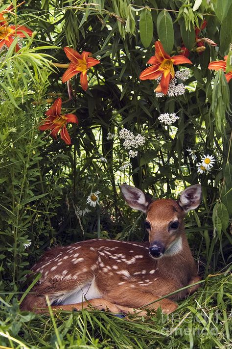 . Mule Deer, Manx, A Deer, Baby Deer, Sweet Animals, The Grass, Forest Animals, Animal Photo, Nature Animals