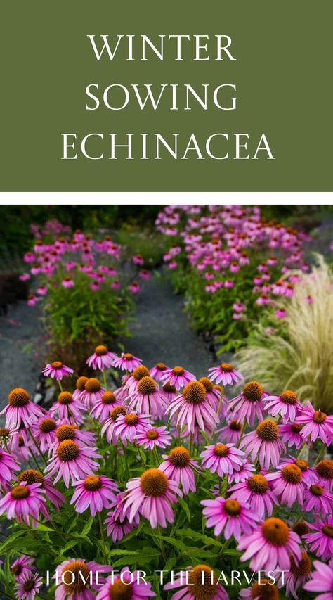 Winter sowing echinacea How To Save Echinacea Seeds, Growing Echinacea From Seed, Homestead Nursery, When To Plant Echinacea Seeds, When To Plant Coneflower Seeds, Winter Sowing Seeds, Arbour Ideas, Best Flowers For Winter Sowing, Echinacea Plant