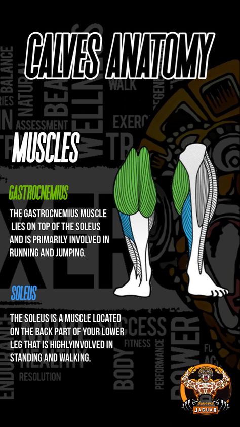 Seated calf raises, Jump rope, Elevated calf raises #calves #anatomy #anatomyandphysiology Calf Muscles Anatomy, Calves Anatomy, Bodybuilding Anatomy, Gym Anatomy, Quadriceps Anatomy, Calf Anatomy, Workout Anatomy, Anatomical Terminology, Seated Calf Raises