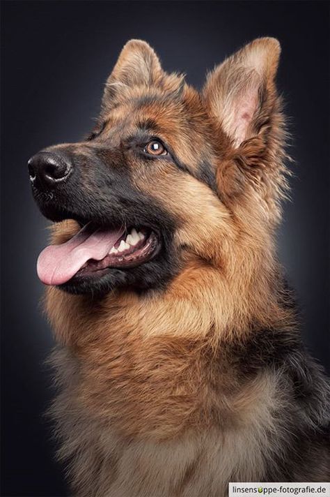 Dog Portraits by Daniel Sadlowski // Part 3 on Behance German Shepherd Photography, Dog Portrait Photography, Photograph Portrait, Beautiful Dogs Photos, Puppy Portraits, Big Dog Breeds, Dog German, Dog Photoshoot, Cute Dog Photos