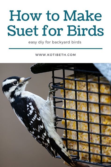 Woodpecker Feeder, Suet Recipe, Suet Bird Feeder, Bird Suet, Suet Cakes, Suet Feeder, Easy Bird, Bird Feeding Station, Homemade Bird Feeders