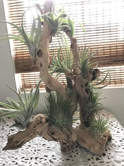 Air Plants On Driftwood, Antler Plant Hanger, Tillandsia Ideas, Log Decor Ideas, Air Plants Display, Air Plant Art, Takken Decor, Tillandsia Usneoides, Air Plants Diy