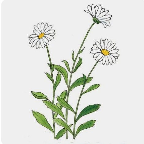 Daisy Flower Drawing, Dog Waste Disposal, Horse Tattoos, Daisy Drawing, Shasta Daisy, Wreath Illustration, Color Me Mine, Daisy Tattoo, Flower Drawings