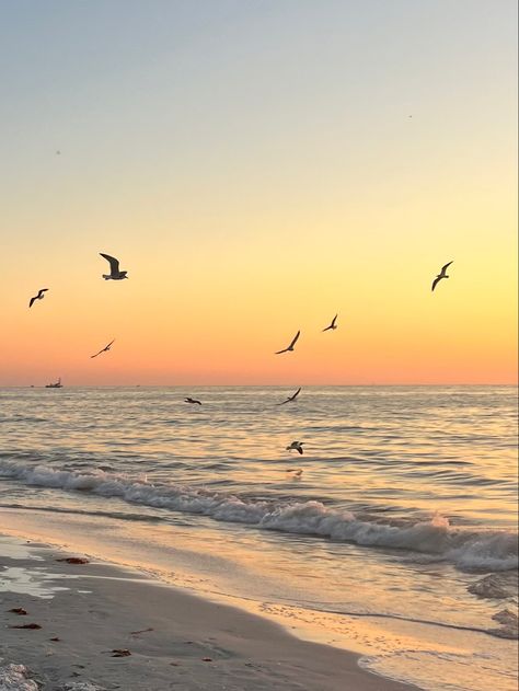 Beach With Seagulls, Taylor Swift Beach Wallpaper, Seagulls Aesthetic, 1989 Seagulls, Surfing Aesthetic, 1989 Tv, Water Sunset, Pretty Views, Wallpaper Themes