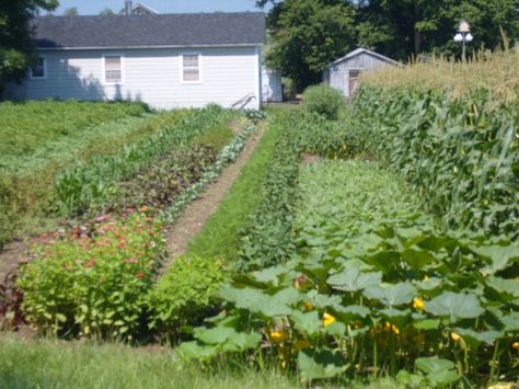 amish garden Amish Garden, Amish Culture, Amish Farm, Farm School, New Neighbors, Amish Recipes, Amish Country, Garden Recipes, Farms Living