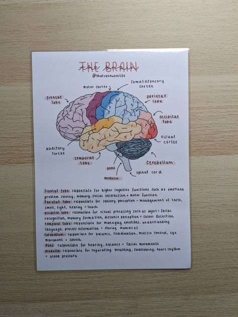 Instagram - @thatvetnurselife Email - thatvetnurselife@gmail.com As a final-year SVN, I understand how difficult it is to study for exams and work full-time in practice. I would like to share my resources to help you have a work-life balance and relieve some of the stresses involved.  A PHYSICAL LAMINATED A4/A5 copy of my 'the brain' illustrated poster. This poster is designed to familiarise yourself with important parts of the brain and what they are responsible for. Illustrated by myself, I have created this poster with the functions of each part of the brain. I have tried my best to make it as concise and basic to make it easy to follow. This is a great poster to study and learn the parts of the brain and particularly the functions of the lobes. Stick it on your fridge, in work or keep Anatomy Science, Brain Study, Revision Poster Ideas Aesthetic, Brain Anatomy And Physiology, Whats In My Brain, Brain Project, Study Resources, Anatomy Of Brain, Anatomy Of Brain Notes