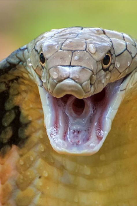 After a snouted cobra bit his testicles, a Dutch tourist's relaxing South African vacation turned into a horrific nightmare. African Vacation, King Cobra Snake, Boa Constrictor, Cobra Snake, Nature Instagram, King Cobra, I Am Worthy, Blink Of An Eye, Travel And Tourism