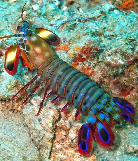 Crab Reference Photo, Interesting Sea Creatures, Woodlice, Mantis Shrimp, Cool Bugs, Cool Fish, Deep Sea Creatures, Sea Slug, Water Animals