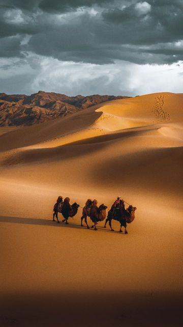 Max Muench on Instagram: "Anzeige | Golden Gobi ✨ Discover Mongolia with @followthetracks 📍Khongoryn Els, Mongolia 📸 @followthetracks 🇲🇳 #discoverMongolia #FollowthetracksMongolia" Mongolia Travel, Gobi Desert, Mongolia, Places To Travel, Camel, Animals, Travel, On Instagram, Instagram