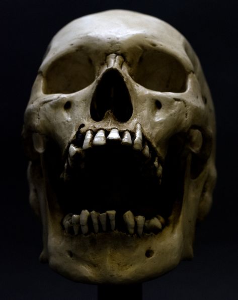 5 Weird Facts About The Human Skull ... Art, Open Skull, Human Skull, Human