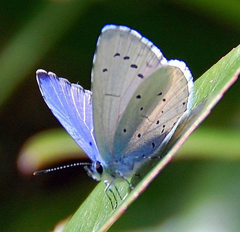 Holly blue butterfly by roseyhadlow, via Flickr. Butterfly Chrysalis, Blue Butterfly Tattoo, Holly Blue, Butterfly Species, Butterfly Images, Crochet Butterfly, British Wildlife, Pollinator Garden, Naive Art