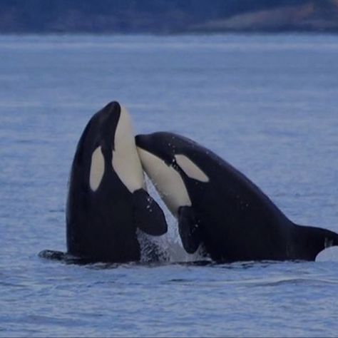 Killer Whale Aesthetic, Whale Aesthetic, Profile Picture Cute, Cute Orca, Orca Art, Just Yourself, Whale Pictures, Free Willy, Orca Whale