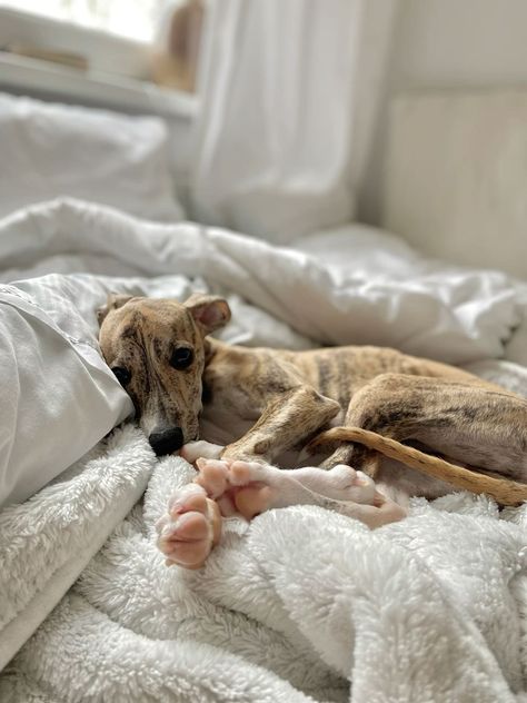 Whippet Photography, Greyhound Brindle, Brindle Whippet, Whippet Dog Puppy, Brindle Greyhound, Blue Whippet, Whippet Puppy, Italian Greyhound Puppies, Whippet Greyhound