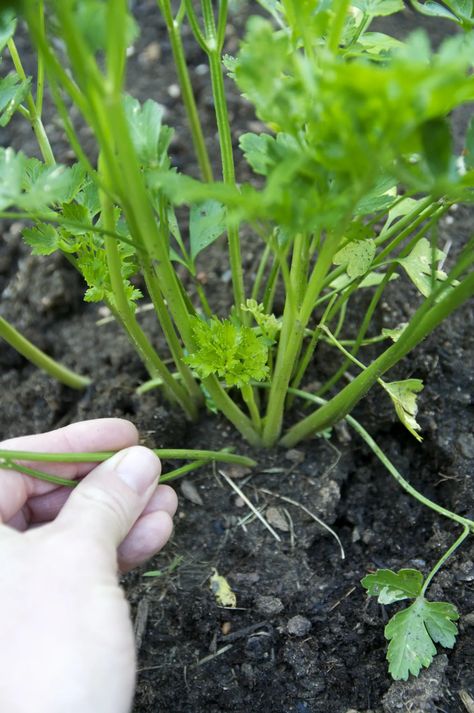 Growing Parsley, Parsley Plant, Growing Cilantro, Vegetables For Babies, Herb Gardening, Gardening Plants, Grow Plants, Gardening 101, Growing Herbs