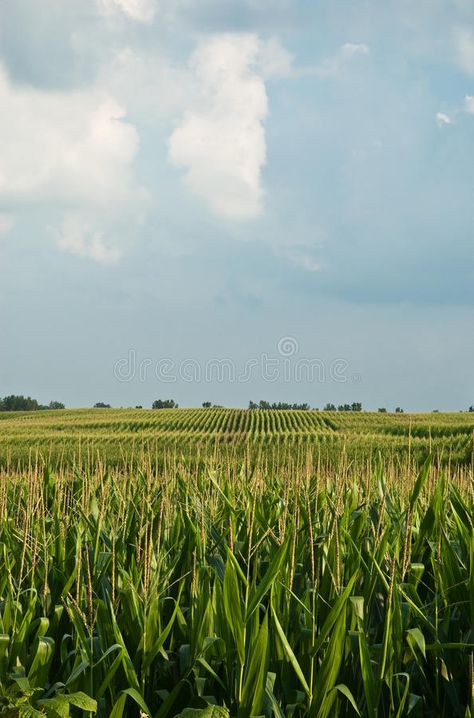 Corn Fields Photography, Corn Fields Aesthetic, Corn Field Aesthetic, Cornfield Aesthetic, Tractor Photography, Farming Aesthetic, Corn Growing, Farming Community, Just Do It Wallpapers