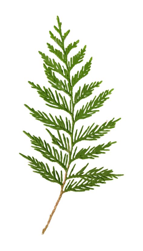 Cedar Clipart Clip-Art - Free photo on Pixabay Cedar Plant, Hand Tattoos For Women, Leaf Drawing, Nail Tattoo, Plant Drawing, Painted Leaves, Body Mods, Free Clip Art, Leaf Tattoos