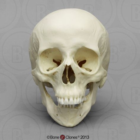 Female Skull, Skull Anatomy, Head Anatomy, Skull Reference, Face Anatomy, Skeleton Drawings, Skeleton Bones, Female Head, Body Anatomy