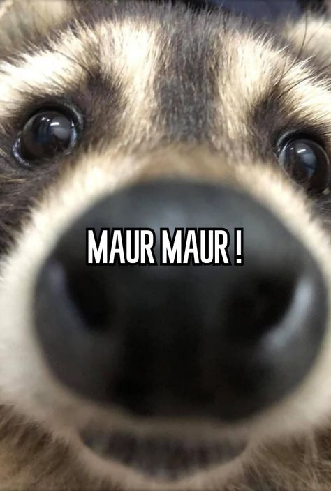 Maur Maur Raccoon, Maur Maur, Trash Pandas, Raccoon Funny, Relatable Whispers, Trash Panda, Racoon, Hamsters, One In A Million