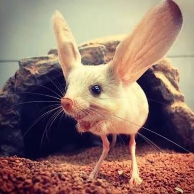 Long Eared Jerboa, Bizarre Animals, Regnul Animal, Big Ears, Interesting Animals, Animal Crackers, Unusual Animals, Rare Animals, Weird Animals