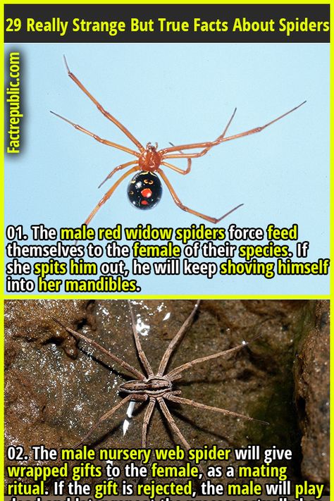 Red Widow Spider, Spider Facts, Red Widow, Spider Fact, Science Knowledge, Fact Republic, Widow Spider, Weird But True, Animal Science