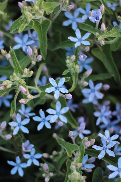 Periwinkle blue tweedia -- Oxypetalum 'Heavenly Blue' -- growing at Love 'n Fresh Flowers, a flower farm located in Philadelphia that grows hundreds of unique flower varieties for sustainable wedding bouquets.  #farmerflorist #flowerfarm #tweedia Flower Nails, Blue Tweedia, Periwinkle Flowers, Blue White Weddings, Hydrangea Paniculata, Unique Wedding Flowers, Flower Nail Designs, Turquoise Flowers, Flower Farm