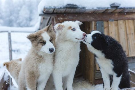 Yakutian Laika, Laika Dog, Wolf Poses, Sled Dogs, Cute Dog Pictures, Pretty Dogs, Pretty Animals, Dog Breeder, Silly Animals