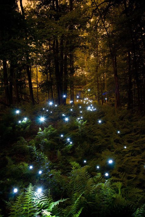 Interesting Photo of the Day: Fairies Light Up the Forest Dreamy Forest, Forest Gump, Johanna Basford Enchanted Forest, Celtic Goddess, Belle Nature, Aesthetic Light, Kunst Inspiration, Fairy Aesthetic, Forest Illustration