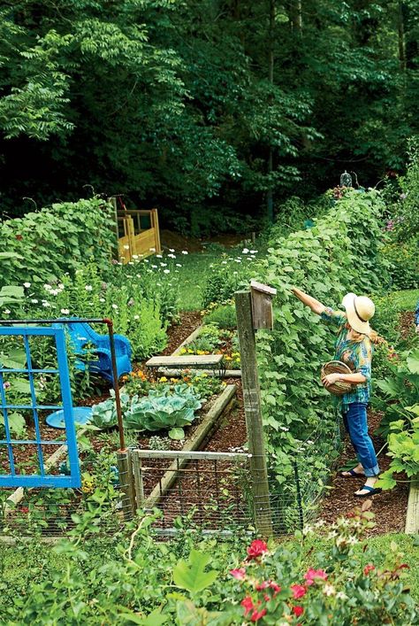 North Carolina Gardening Vegetables, Virginia Vegetable Garden, Vegetable Garden Photos, Woodland Vegetable Garden, Vegetable Garden Pictures, Home Fruit And Vegetable Garden, Louisiana Vegetable Garden, Natural Vegetable Garden, Inground Vegetable Garden