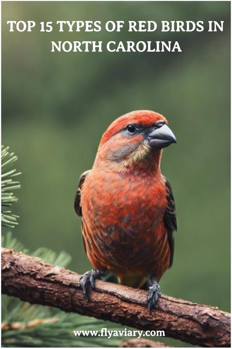 Get to know the different species of red birds that call North Carolina home 🏠🐦 #BirdWatching #NatureLovers North Carolina Winter, Vermilion Flycatcher, Types Of Pet Birds, Backyard Birds Feeders, Types Of Red, Painted Bunting, Aerial Acrobatics, Different Species, Bird Care