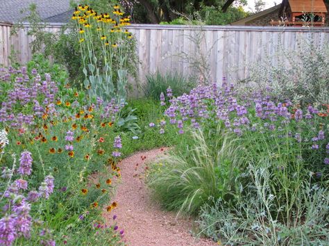 A prairie no-lawn garden grows in Plano, TX, north of Dallas. Click through to see Michael's pics and observations after his garden appeared on the city's 1st water-wise landscape tour. Plano Prairie Garden: Water-Wise Tour Retrospect Plants Grown In Water, Native Plant Landscape, Texas Landscaping, Water Wise Landscaping, Texas Native Plants, Shade Grass, Prairie Planting, Native Gardens, Prairie Garden